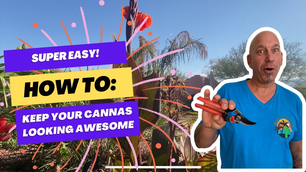How to Grow and Care for Cannas