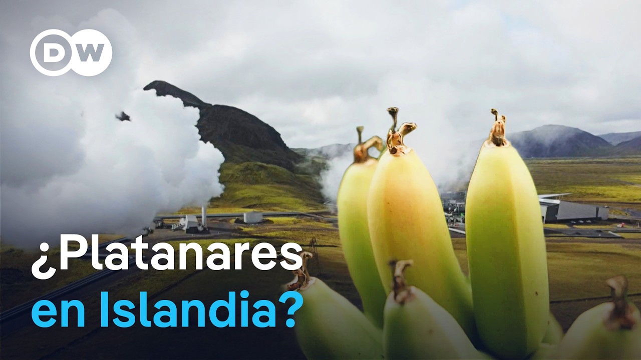 ¿Platanares en Islandia? Cómo se utiliza la energía volcánica para la agricultura | DW Documental