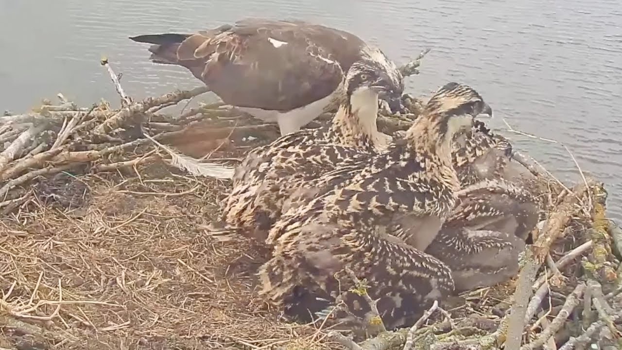 Big chick angry on chick #2, when he bonk small chick | Rutland Osprey | Jun 8, 2025