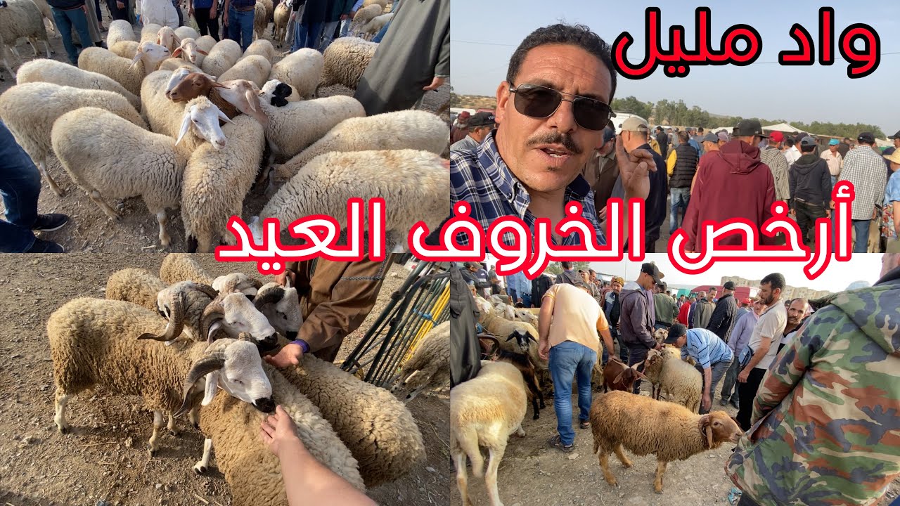 سوق الثلاثاء واد مليل 28 ماي 2024 الله على الرفق كمام شو كاين مروا خروف المنطقة