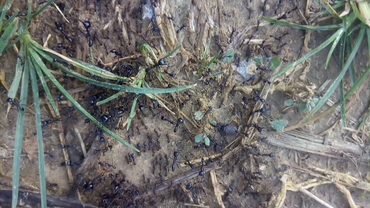 the name Accra (Nkran) was originated from Nkranii (Soldier Ants)