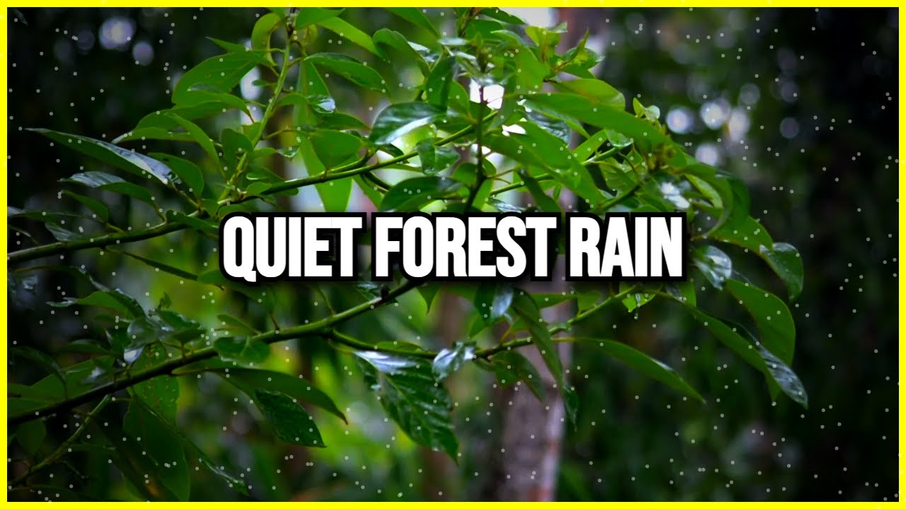 Gentle Rain on Forest Branches | Calm Cinematic Nature Sounds