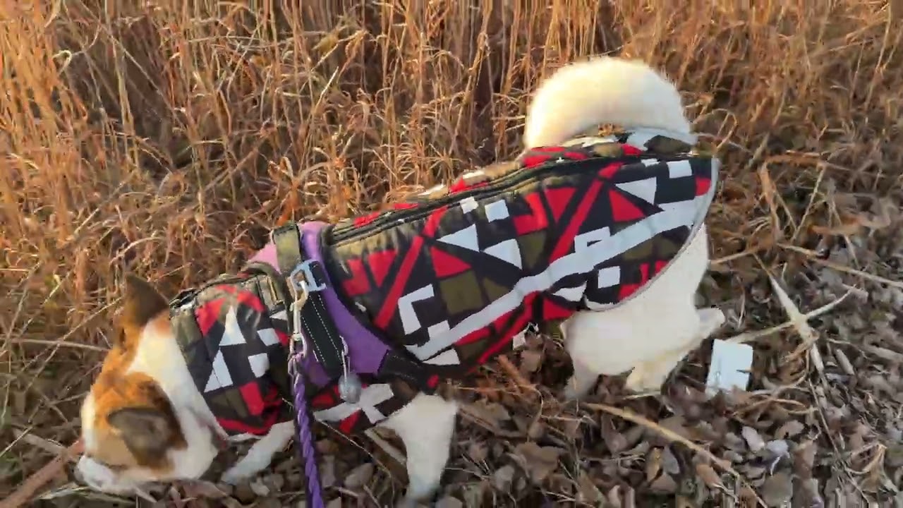 2026년 2월 17일 설날아침산책