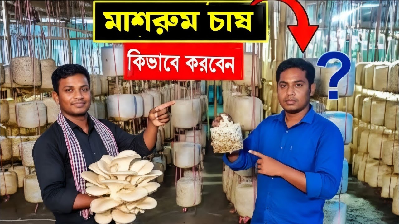 বাড়িতে মাশরুম চাষ করে মাসে ২০,০০০ টাকা আয়ের সহজ পদ্ধতি! 2026