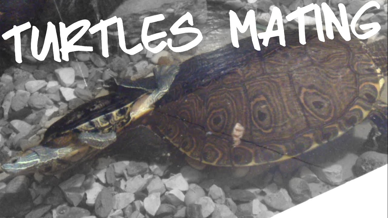 slider turtles MATING timelapse