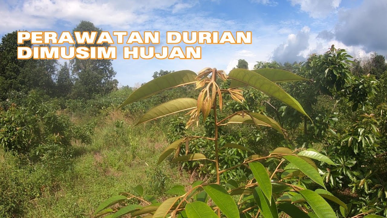 Tips Merawat Pohon Durian Dimusim Hujan...