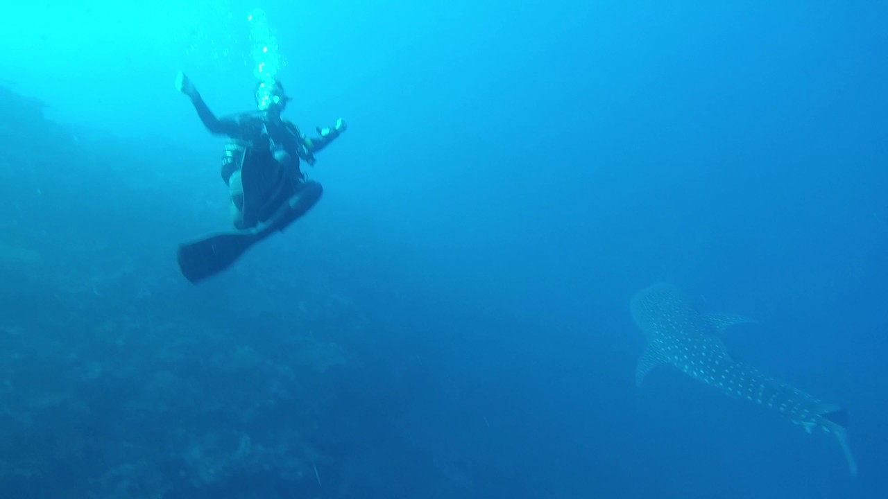Whale Shark - Spot aux surfeurs - Iatok Diving Paradise