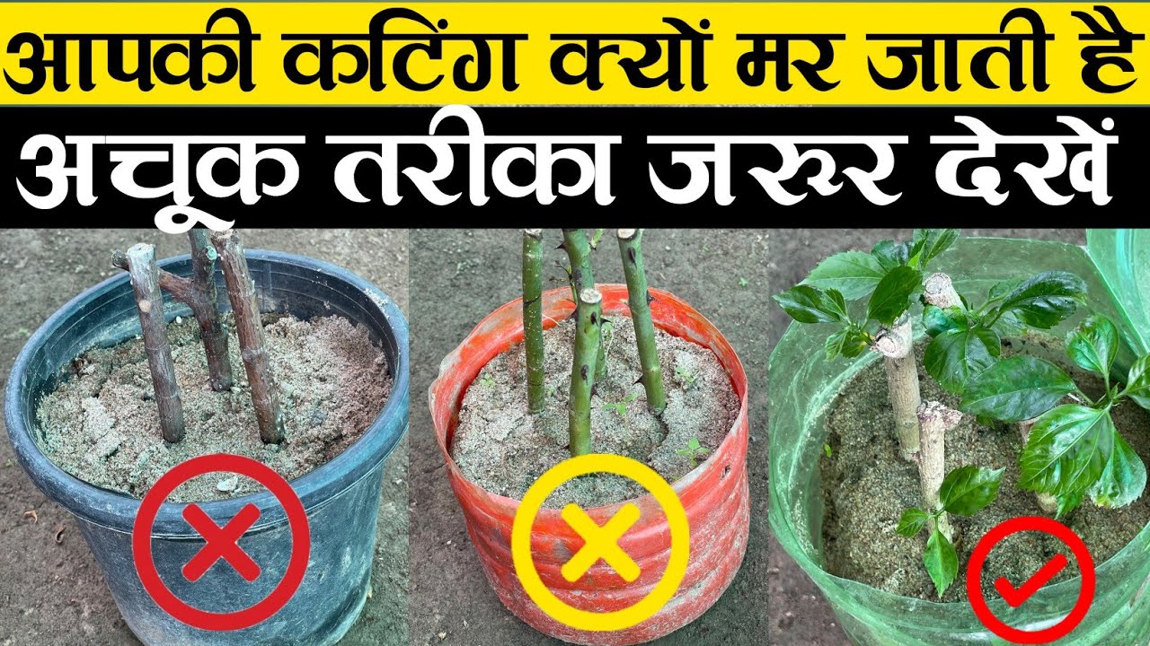 आपकी कटिंग क्यों मर जाती है अचूक तरीका जरूर देखें | How To Grow Cuttings Of Plants | Cutting Plant