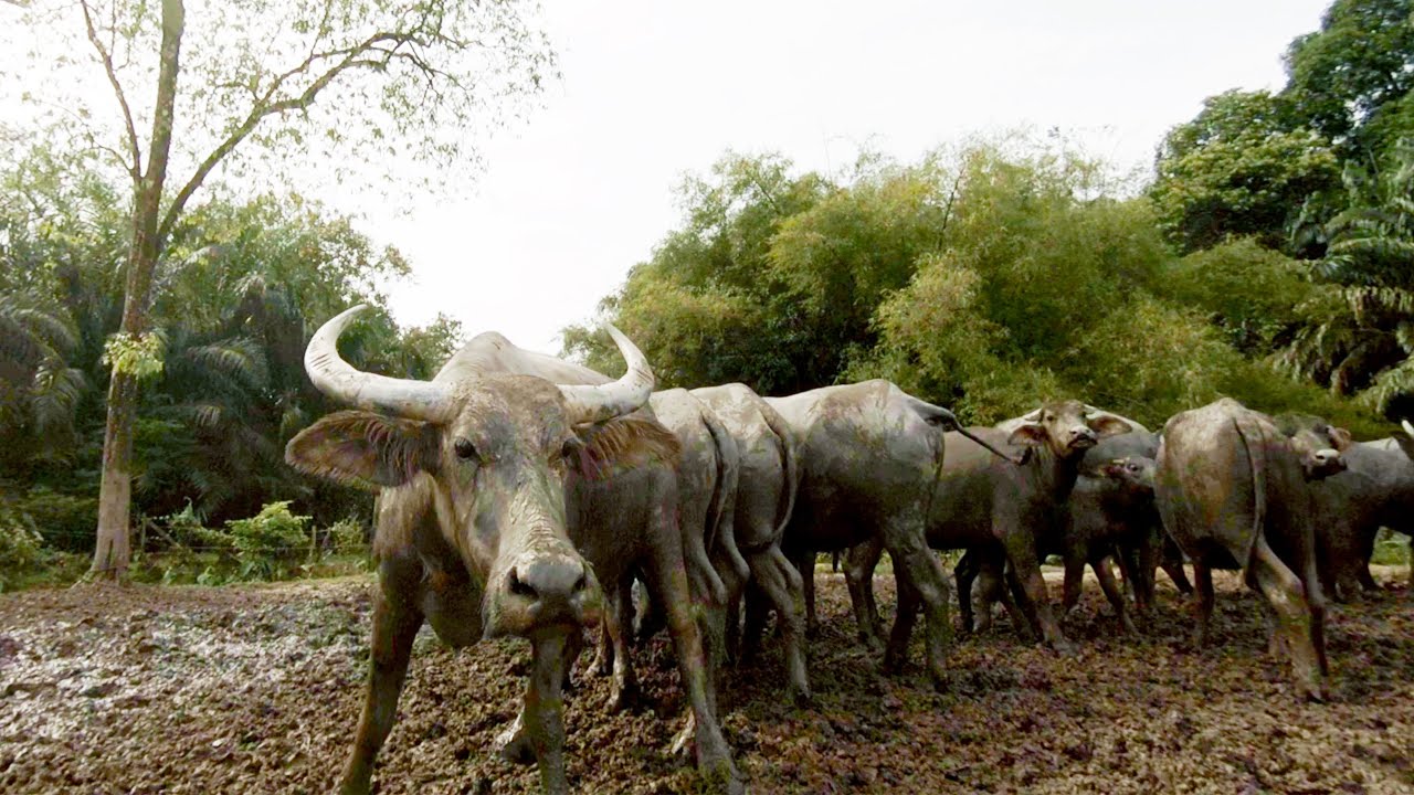 Negeri Sembilan (FPV Drone)