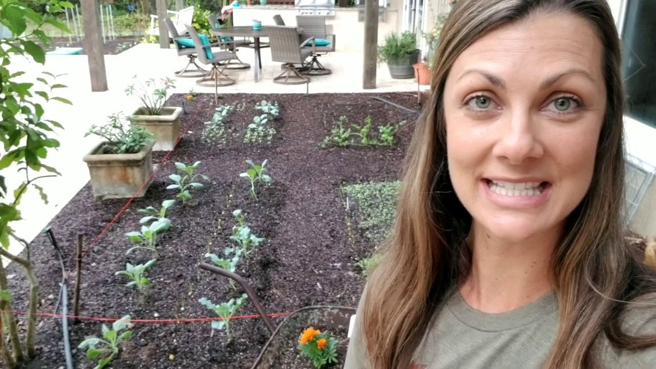 Florida Zone 9 Fall Garden Tour | 2019 | Episode 2