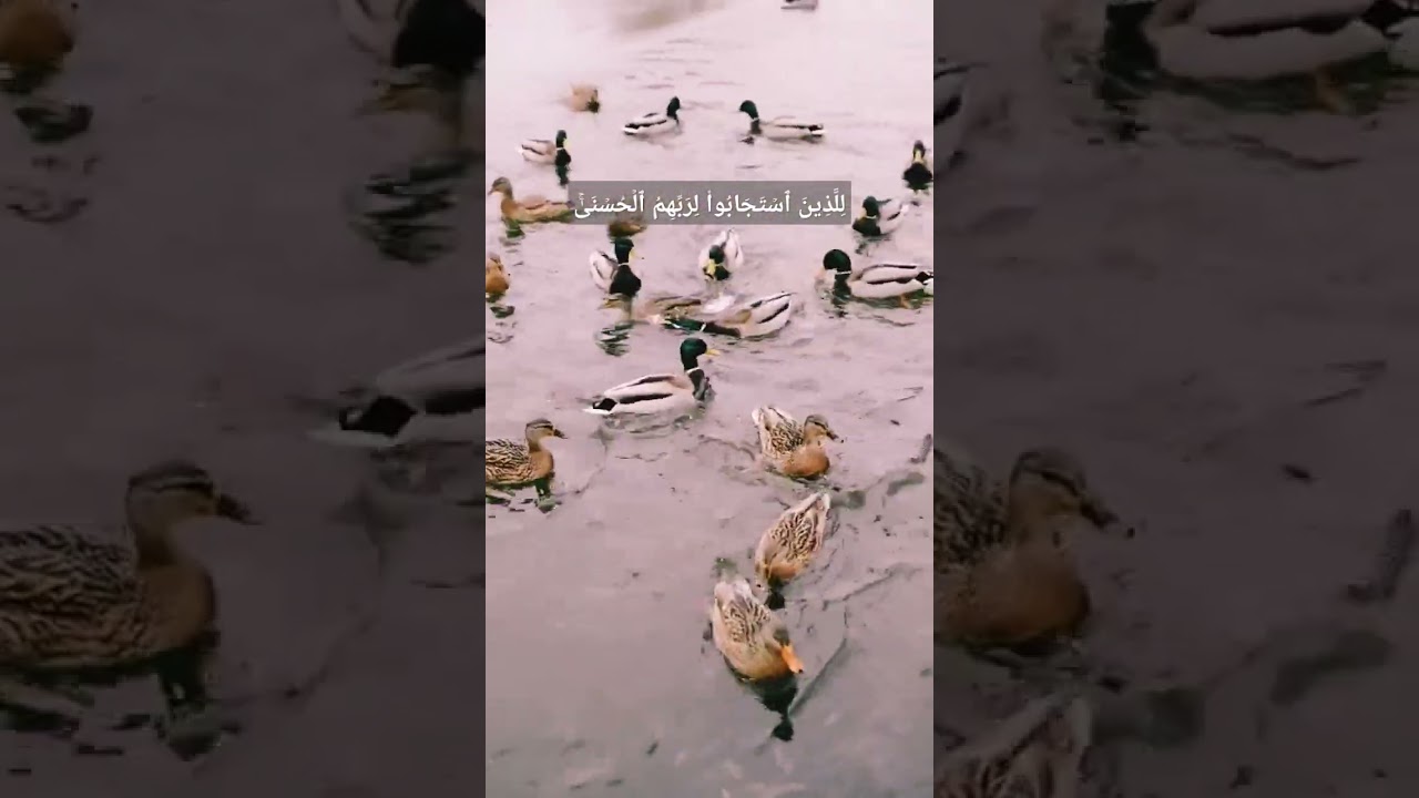 لِلَّذِینَ ٱسۡتَجَابُوا۟ لِرَبِّهِمُ ٱلۡحُسۡنَىٰۚ