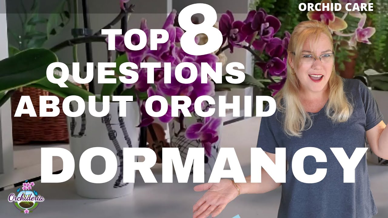 Specific Orchid Care During Dormancy (How to Keep your Orchid Alive While In Dormancy)