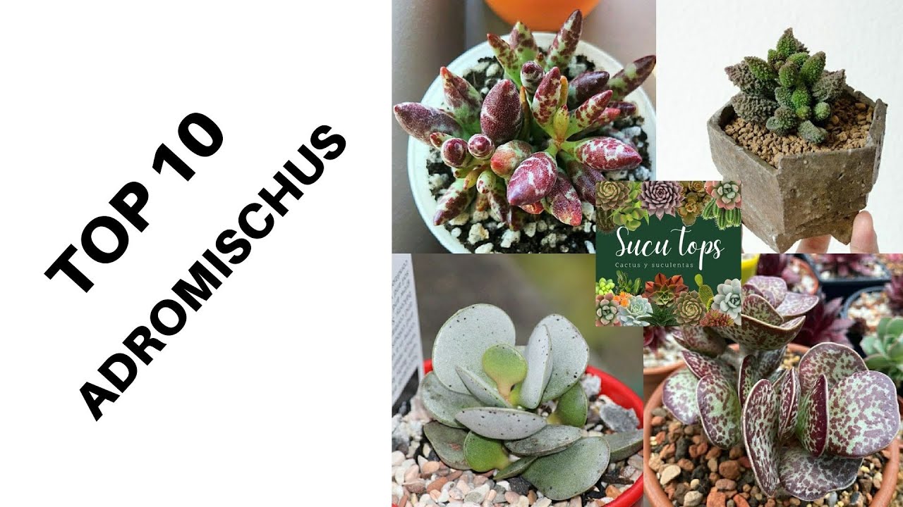 TOP 10 ADROMISCHUS