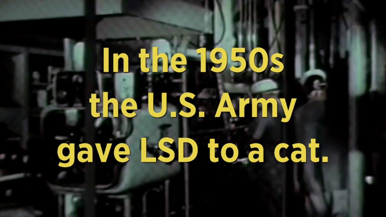 LSD and Cats | Retro Report Mini Doc