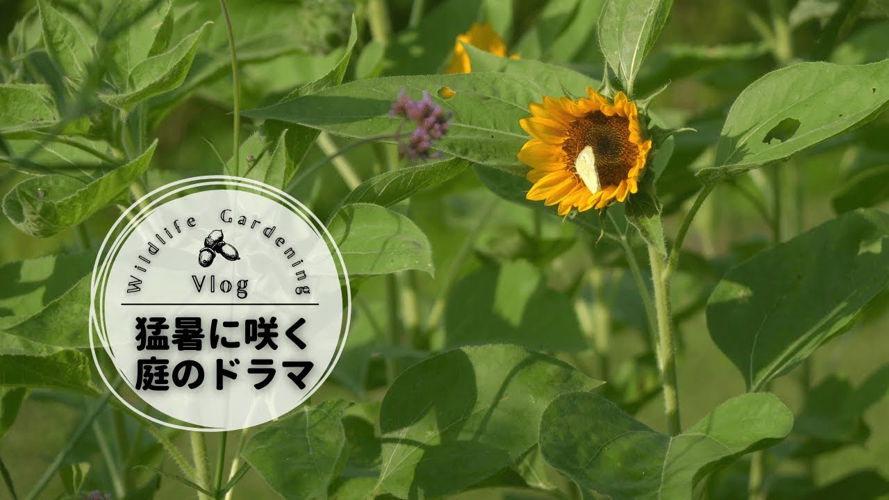 夏の試練と庭の小さな奇跡｜ひまわりの奇跡🌻