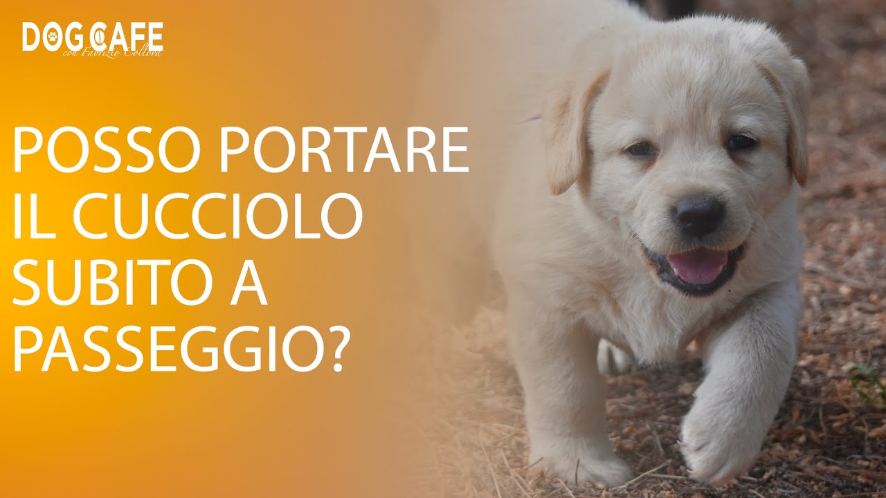 Posso portare il cucciolo subito a passeggio?