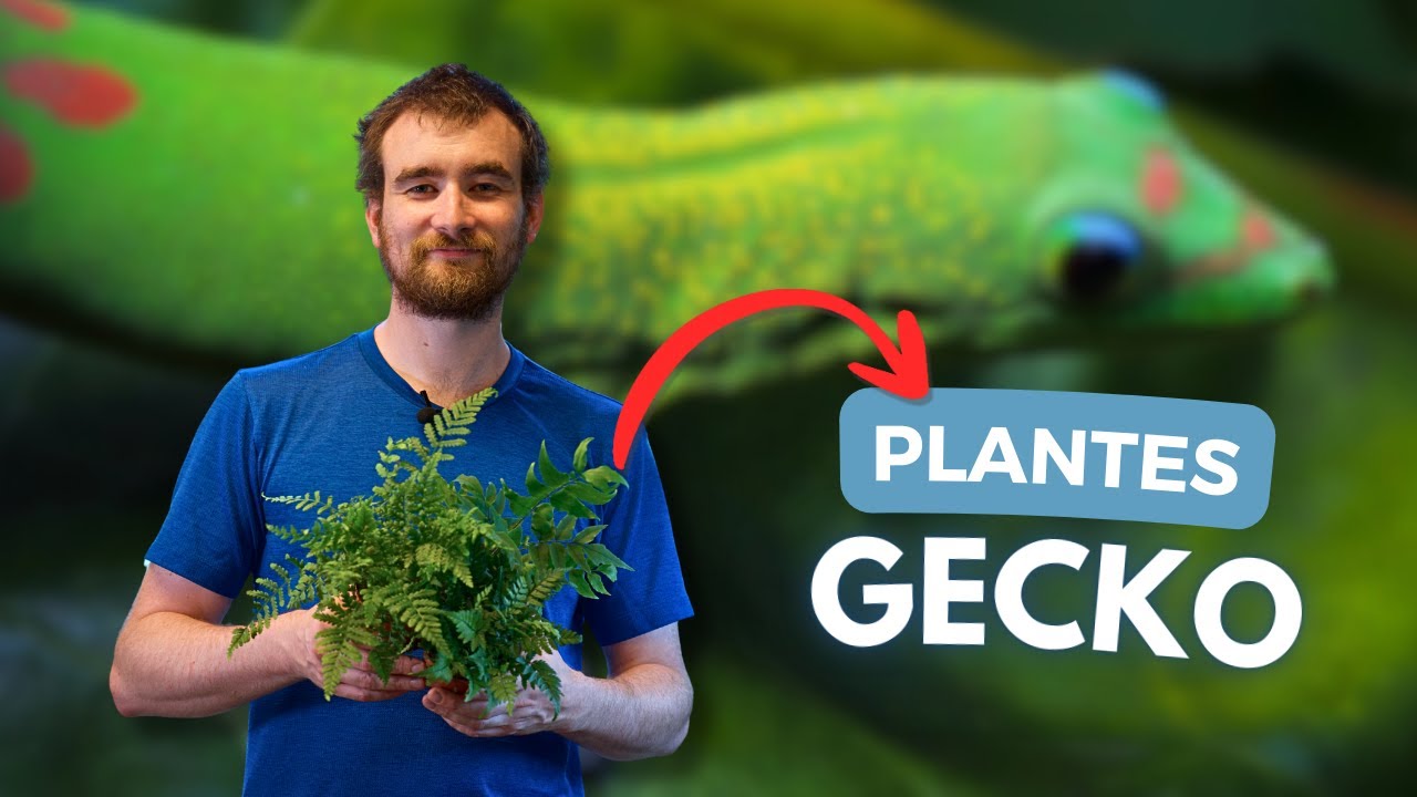 QUELLE PLANTE CHOISIR POUR VOS GECKOS ? | AQUABOTA