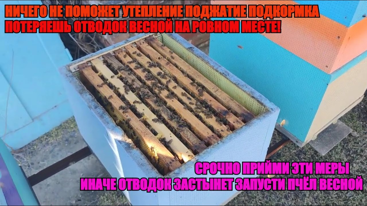 СЛАБЫЕ СЕМЬИ ЛИБО ОТВОДКИ ПОГИБНУТ ВЕСНОЙ ЕСЛИ НЕ СДЕЛАТЬ ЭТО как их ЗАПУСТИТЬ ЛИБО РАЗОГНАТЬ ✅☝️🐝