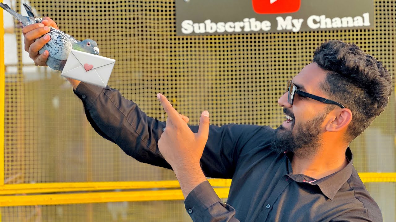 Racer kabutar peyar ka pagham lay kar wapis agya😳😳