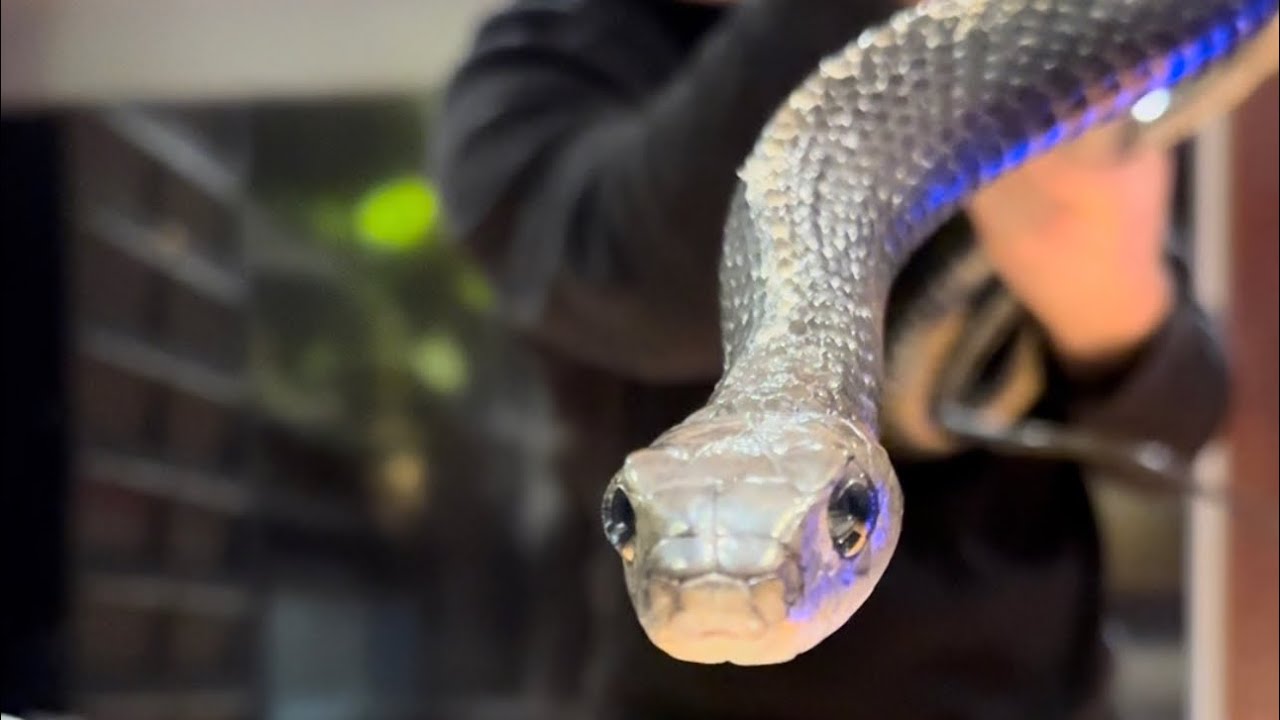 Keeled Rat Snake (Ptyas Carinata) handling