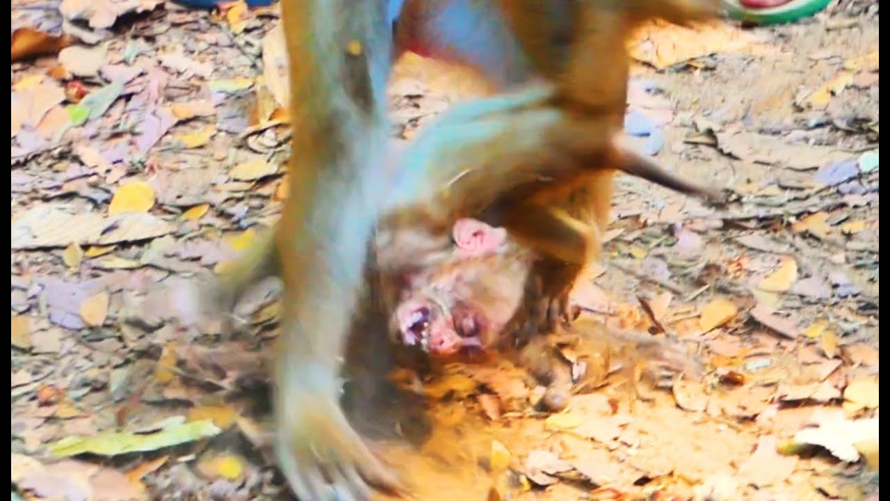 S-adness Action F0rever Of LEO Almost L0st His L!fe That Mom B.e.at Him On Ground H-ardly Many Time