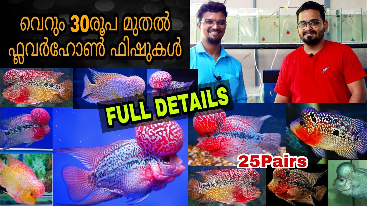 വെറും 30രൂപ മുതൽ flowerhorn ഫിഷിനെ മേടിക്കാം || Flowerhorn Farm || Fish Farm Malayalam||Farm Stories