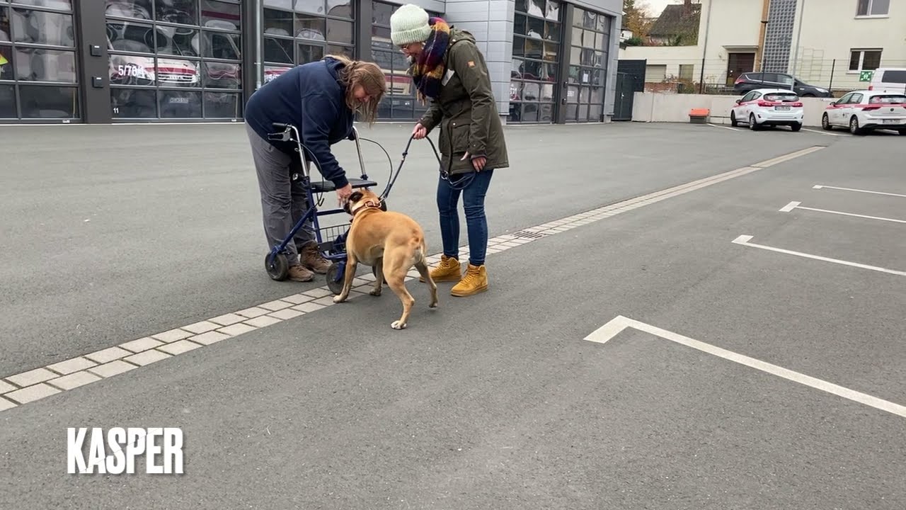 Ausbildung zum DRK-Therapiehundeteams - Eignungstest