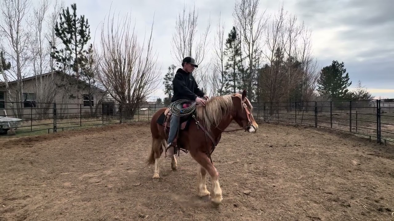 Scotch 3yr old gelding starting to get some control and direction