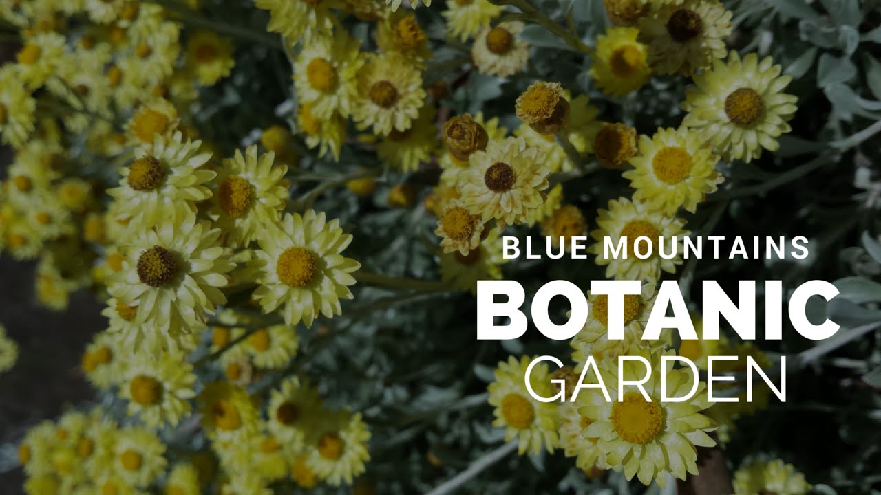 Blue Mountains Botanic Garden, Mt Tomah NSW