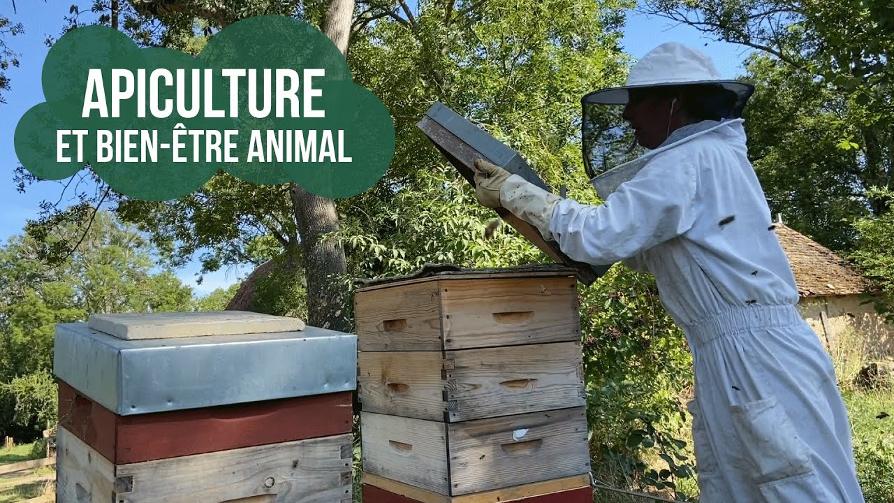 Apiculture et bien-être animal