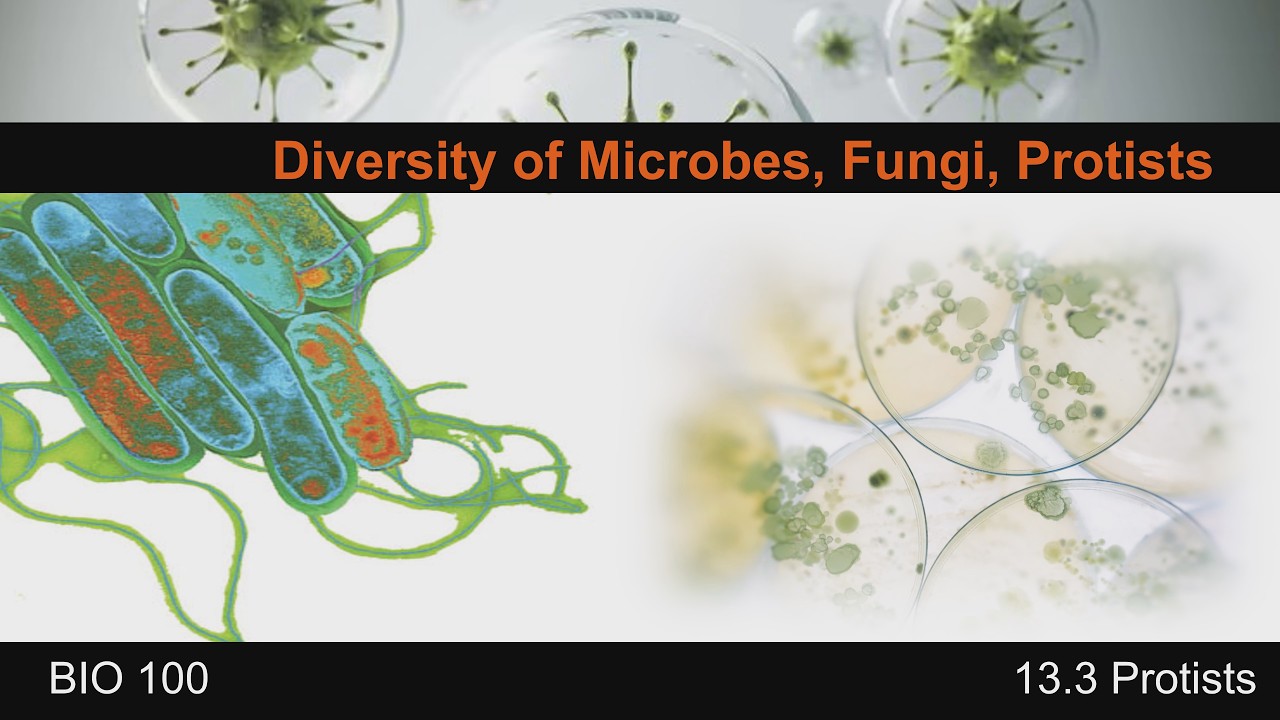 Diversity of Microbes, Fungi, & Protists: Protists