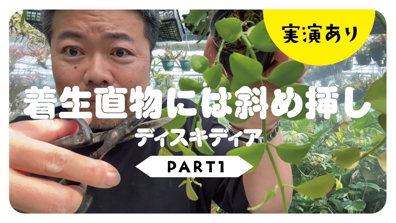 【作業動画】初心者必見❗️挿木について解説