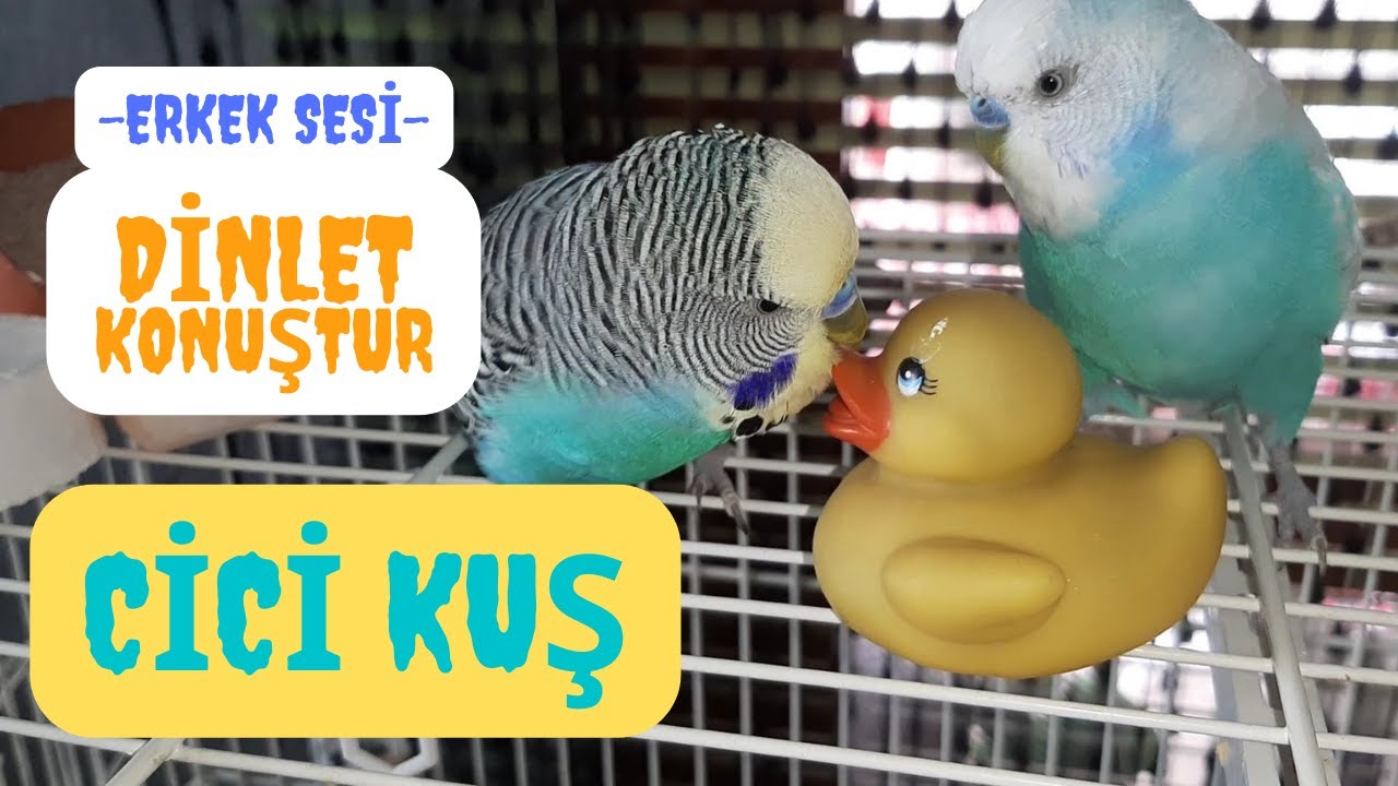 CİCİ KUŞ SESİ | Muhabbet Kuşu Konuşturma
