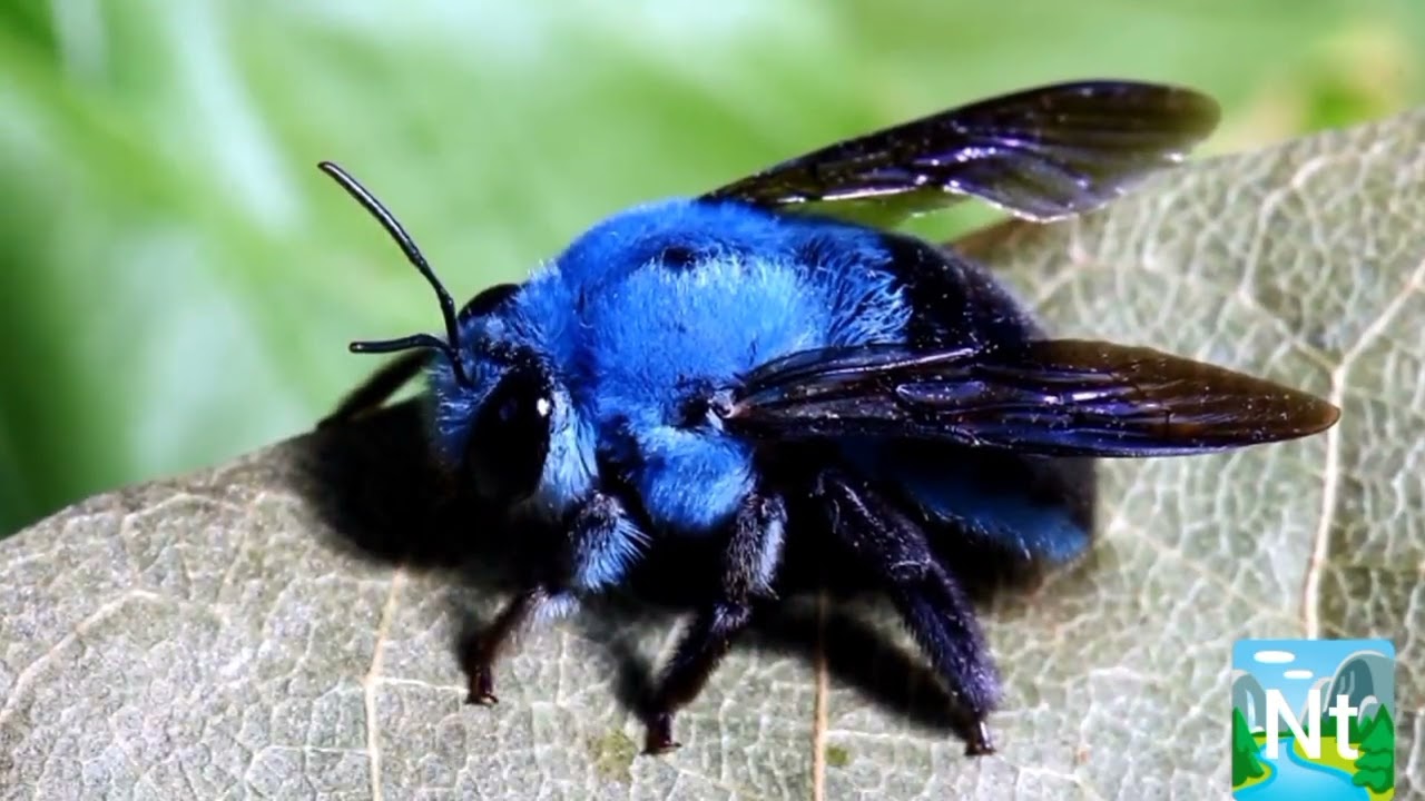 carpinteira azul a abelha mais raras do mundo 🌎