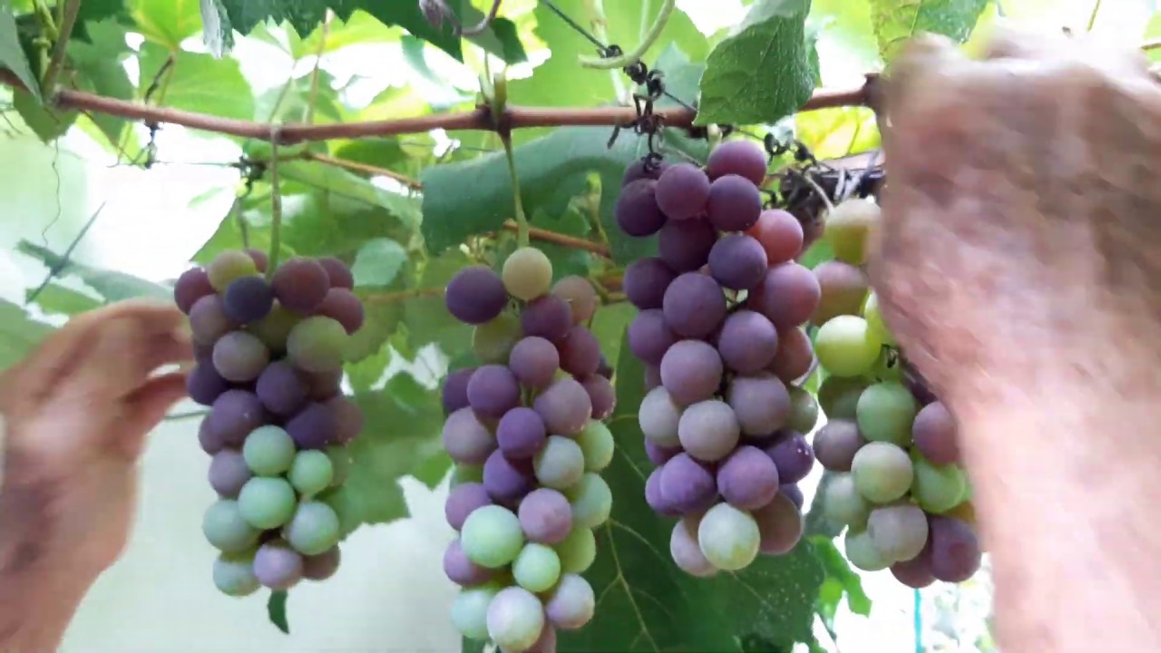 UVAS ESPECIALES PARA EL TROPICO Y SU DESHOJE MANUAL EN VITIS VIDOR