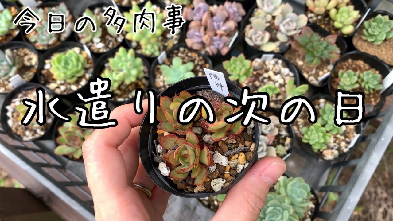 【今日の多肉事】水遣りした次の日