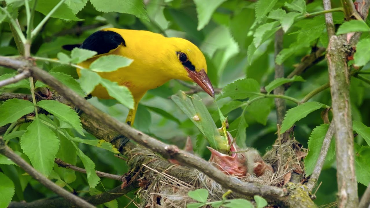 The Elusive European Golden Oriole Nesting in an Elder Shrub ~ Oriolus oriolus