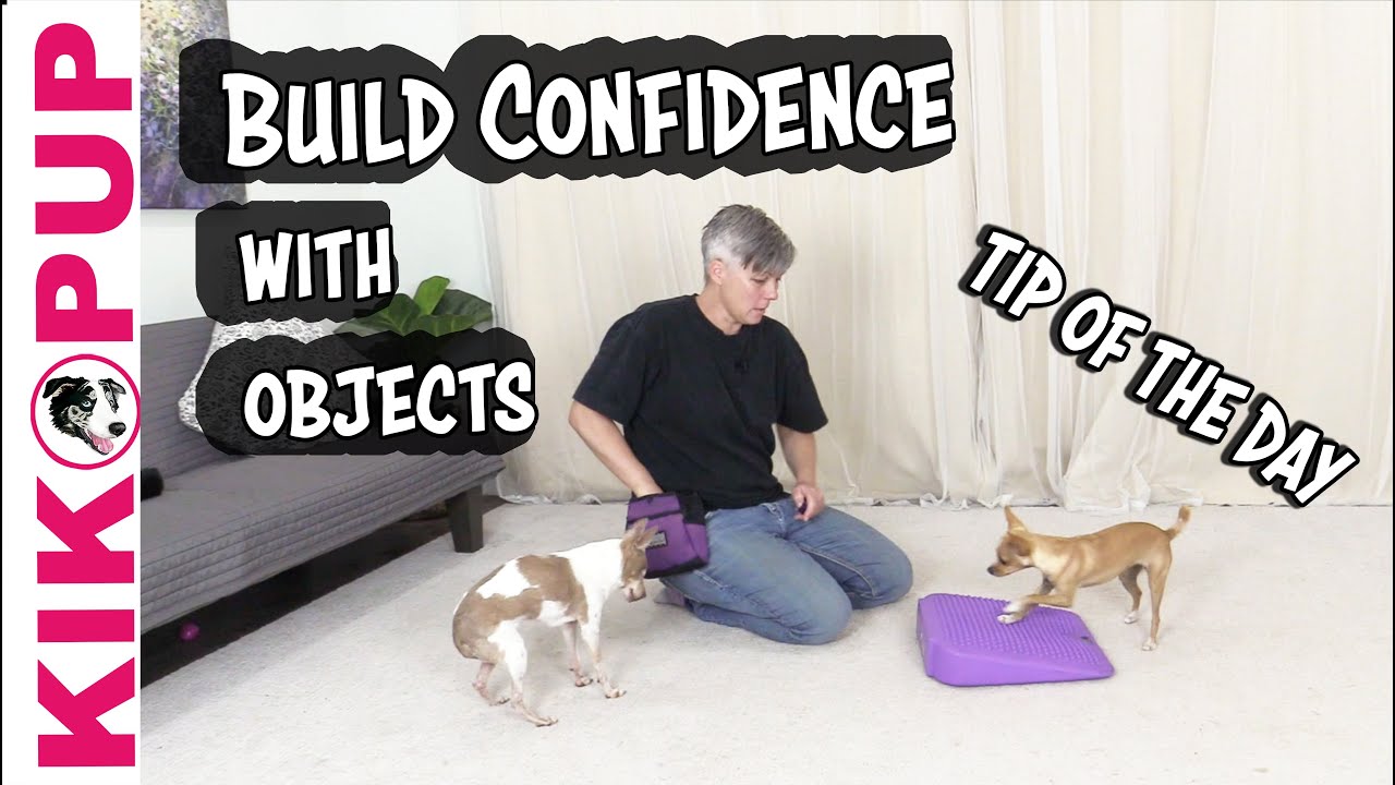 Build CONFIDENCE with objects - Dog Training Tip of the Day