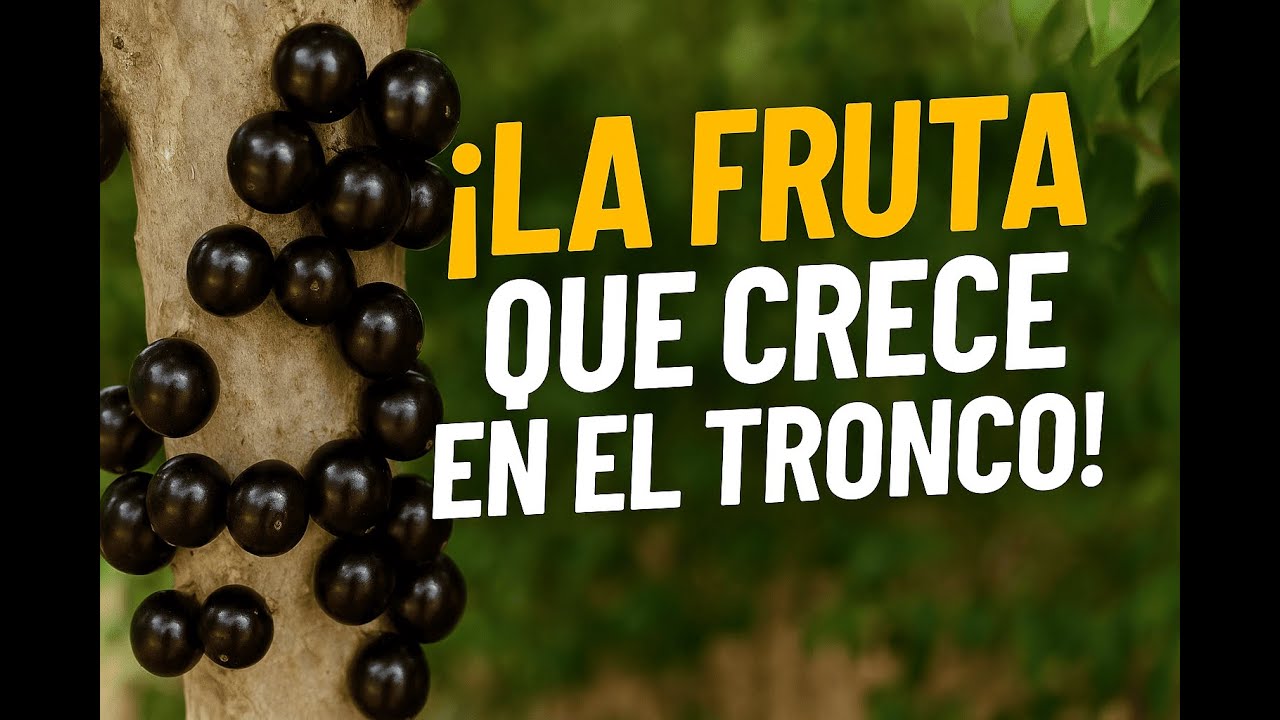Jabuticaba: el &aacute;rbol que da frutos en el tronco 🍇🌳 | Cultivo completo paso a paso