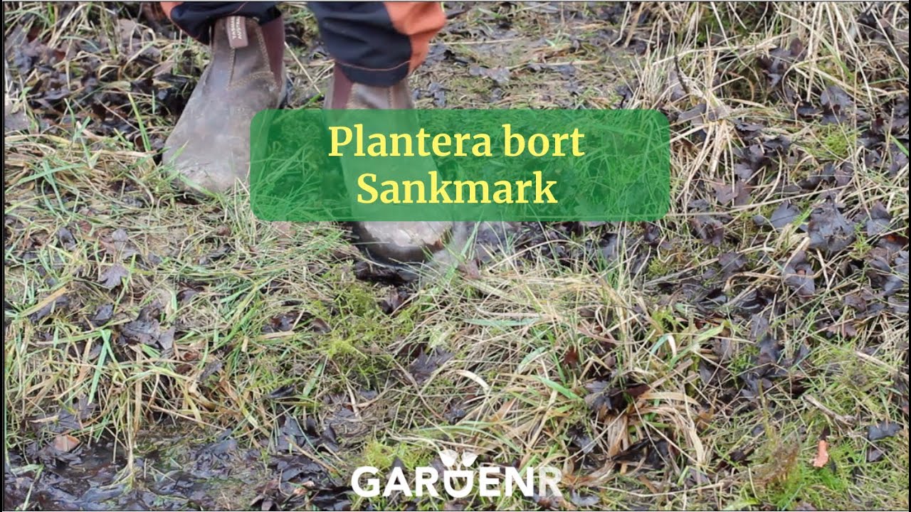 Plantera bort sankmark - Trädgårdshacks med GardenR