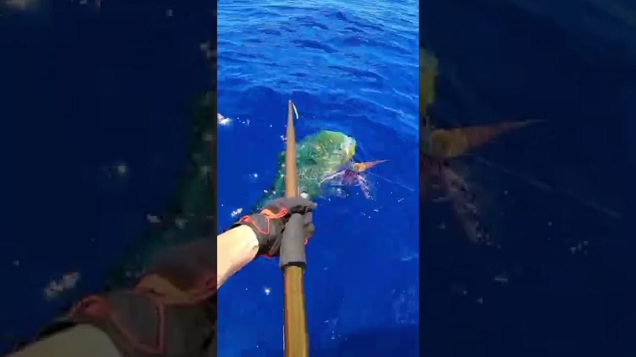 Fishing caching my biggest mahi mahi!#fishing #hawaiifishing #trolling