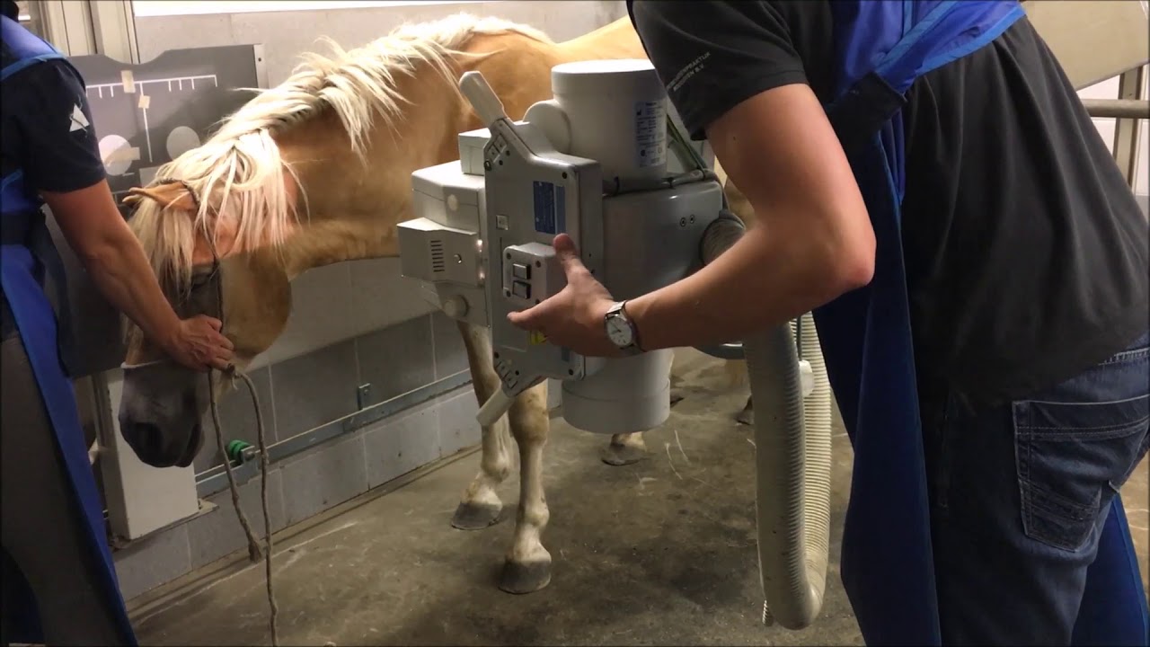 Bentley 2 jarige haflinger ruin ataxtie onderzoek paard