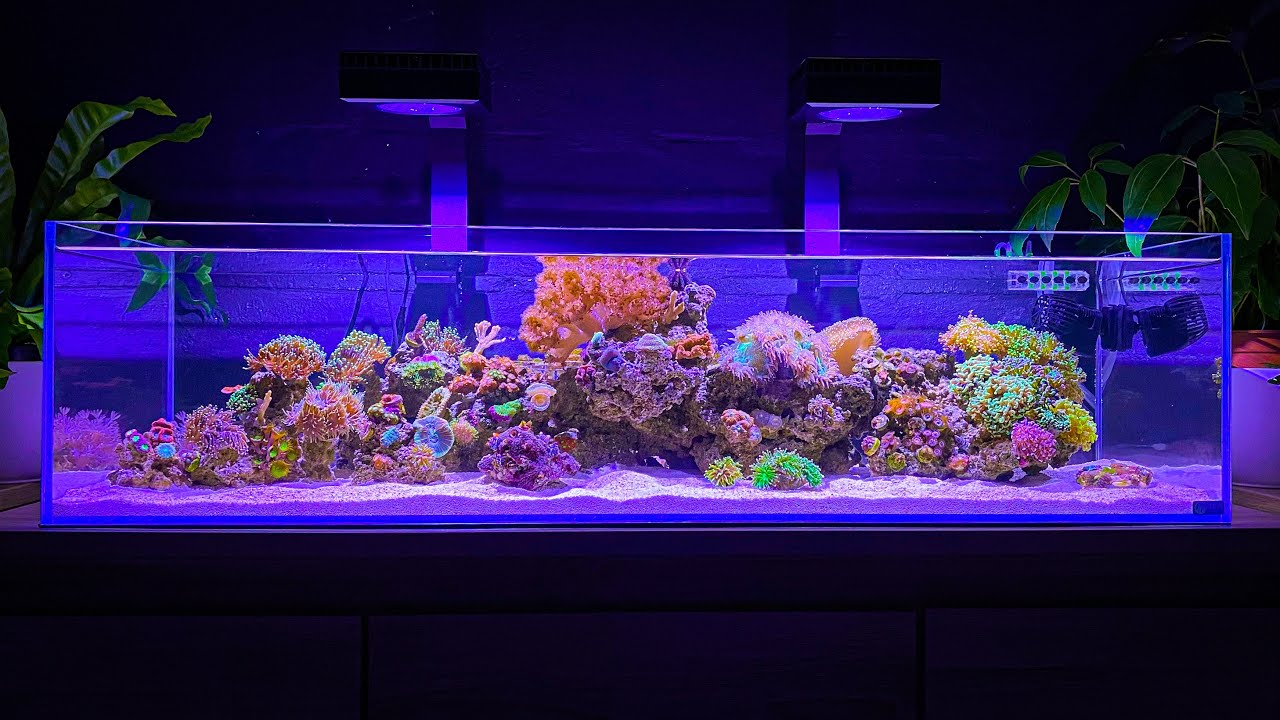 Adding New Fish and Installing Lighting: Shallow Reef Tank Update