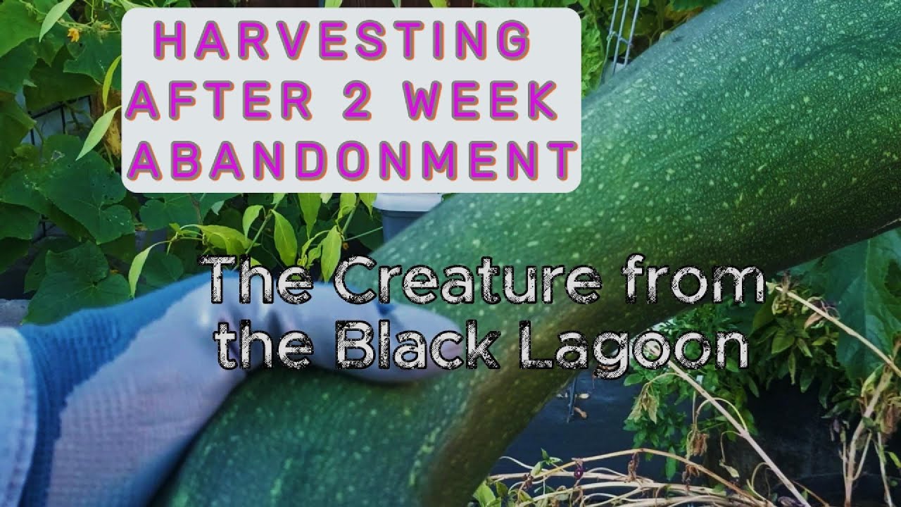 “HARVESTING after 2 week ABANDONMENT