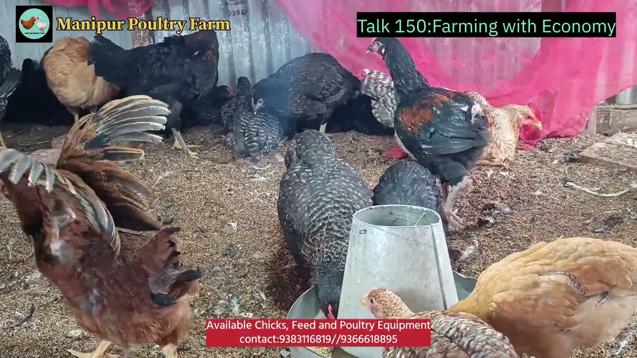 Talk 150: 🐓 Kuroiler vs Broiler Feed – Know the Difference! 🍽️-- Farming with Economy||