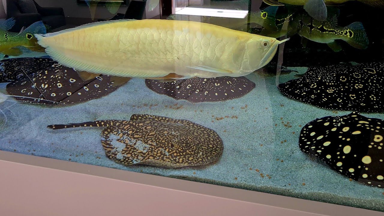 Arraias de &aacute;gua doce...aqu&aacute;rio jumbo a pancada &eacute; jumbo!!!