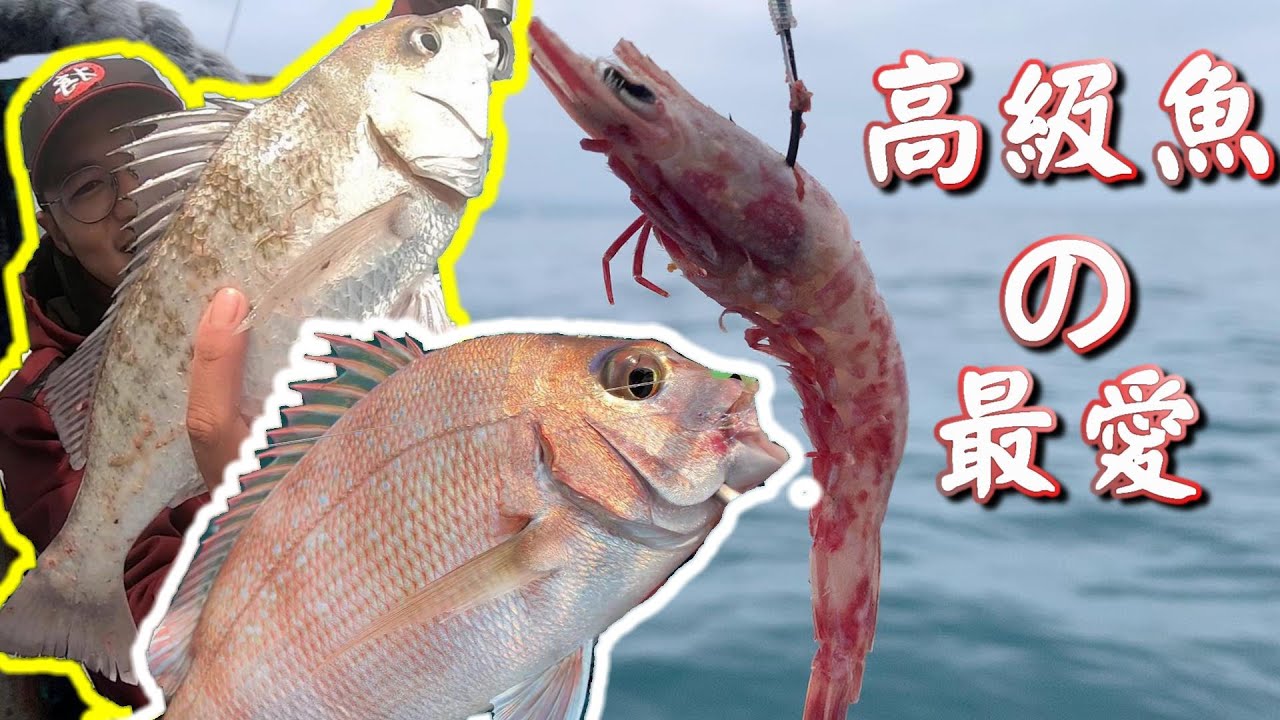 底鉤鉤上這種蝦，高級魚種愛不釋手