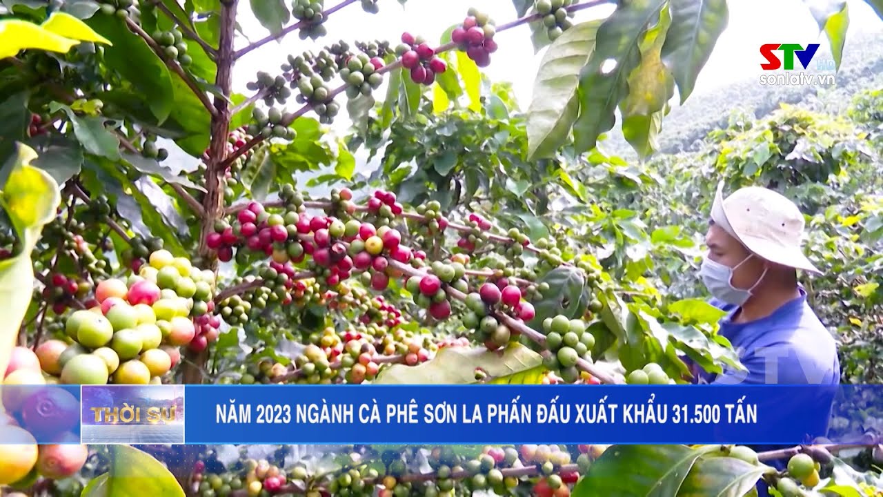 Ng&agrave;nh c&agrave; ph&ecirc; Sơn La phấn đấu xuất khẩu tr&ecirc;n 31.000 tấn trong năm 2023
