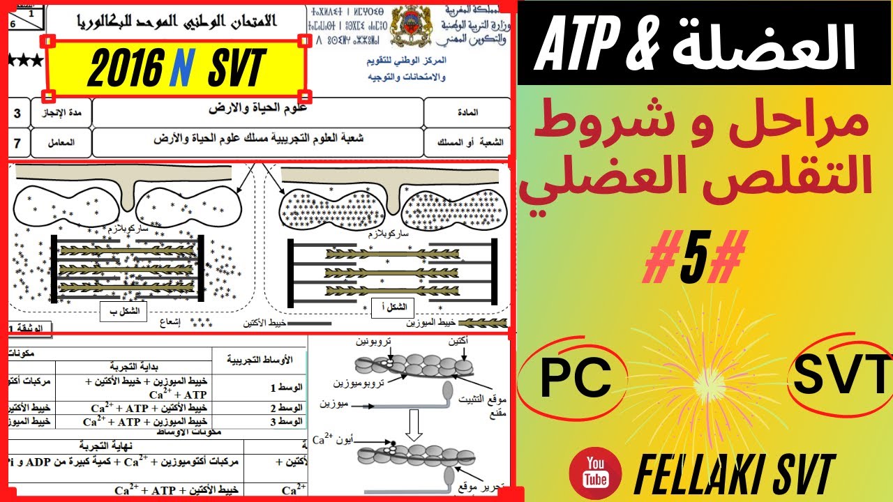 SVT  مراحل التقلص العضلي وطني 2016 العادية مسلك  : ATPالنوع 5 من تمارين