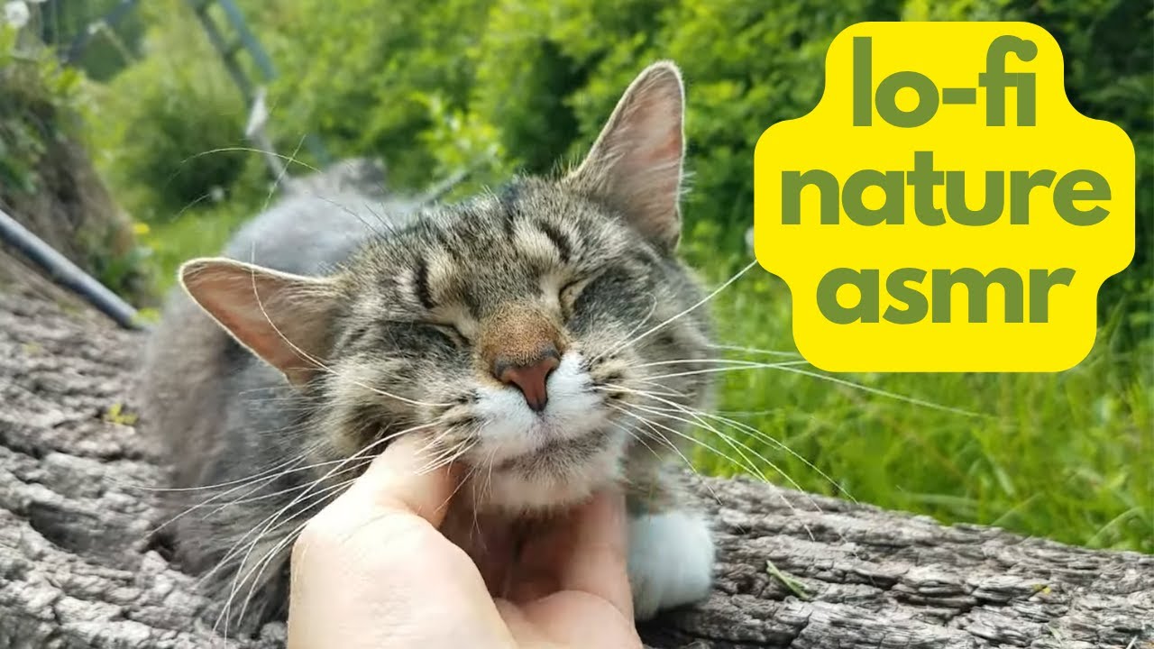 ASMR | For LJ! Outdoors Tapping Around With Cats On Trees & Bluey Things - Positive Affirmations